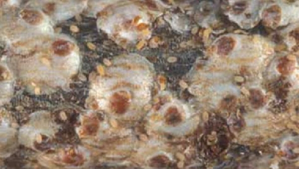 Βαμβακάδα της ροδακινιάς